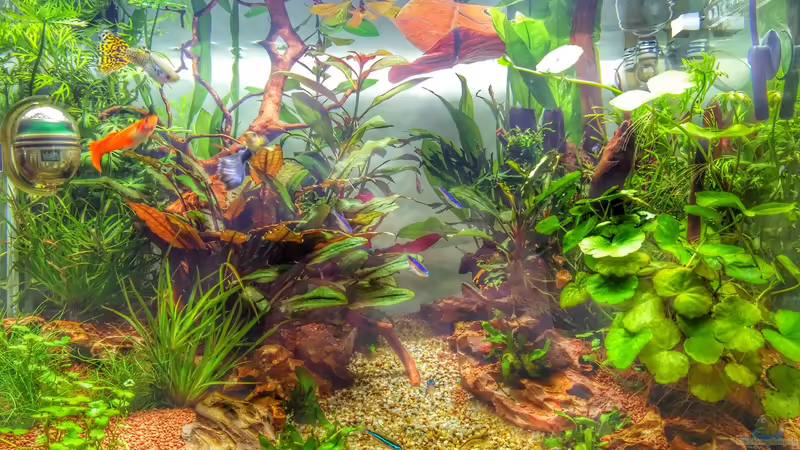 Aquarium Märchenwald von Solvin (7)