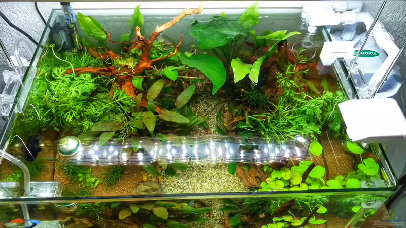 Aquarium Märchenwald von Solvin (8)