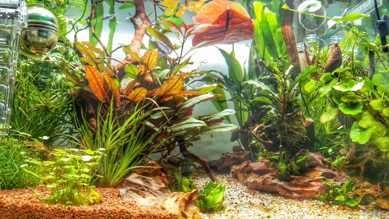 Aquarium Märchenwald von Solvin (9)