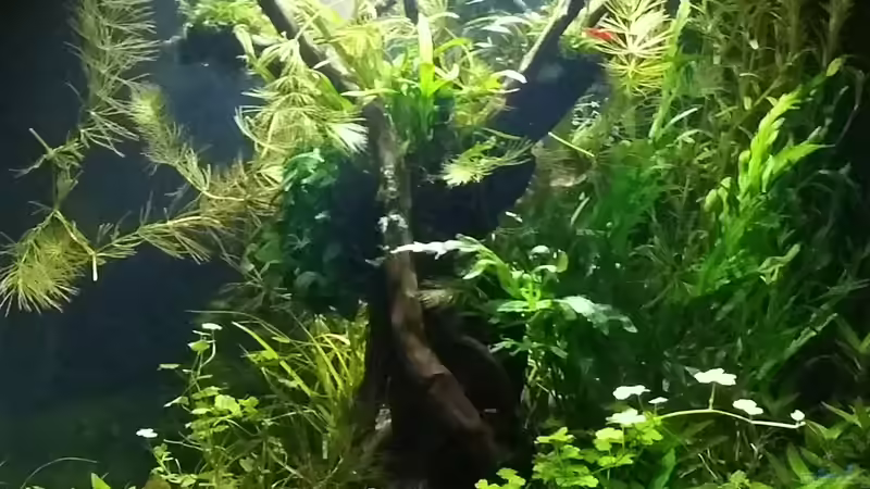 Aquarium Magic Aquascaping von Dario (3)