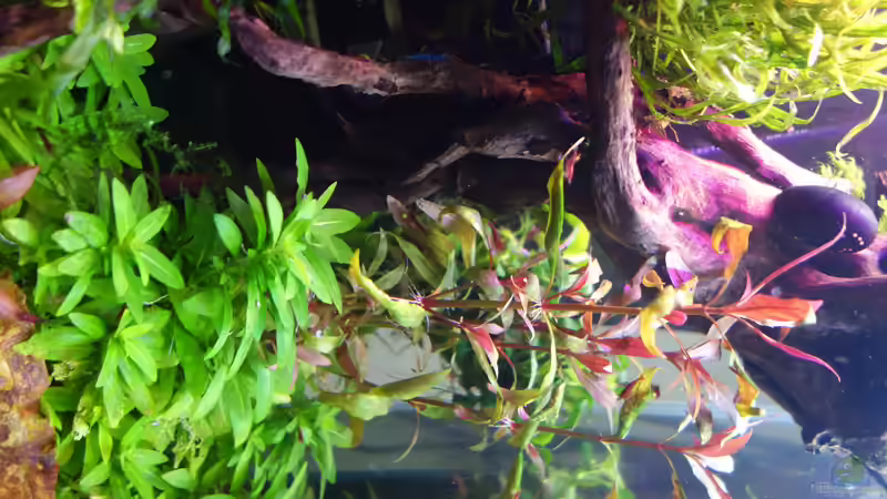 Aquarium Magic Aquascaping von Dario (4)