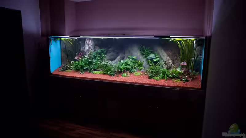 Aquarium Mai 2011 Tag 1