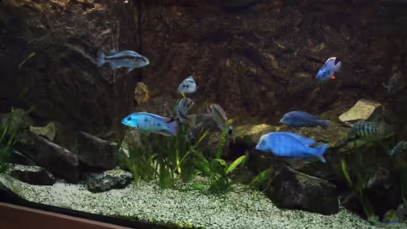 Aquarium Mai 2011 von Tom (1)