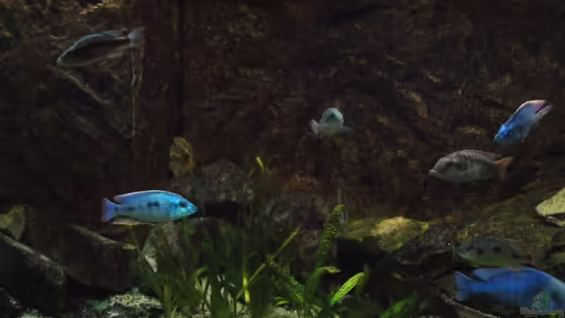 Aquarium Mai 2011 von Tom (3)