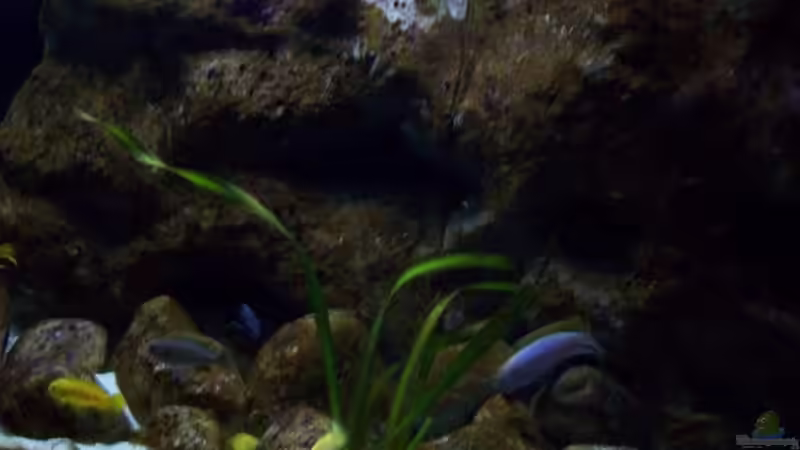 Aquarium Malawi ... nur noch als Beispiel von Eginger (11)