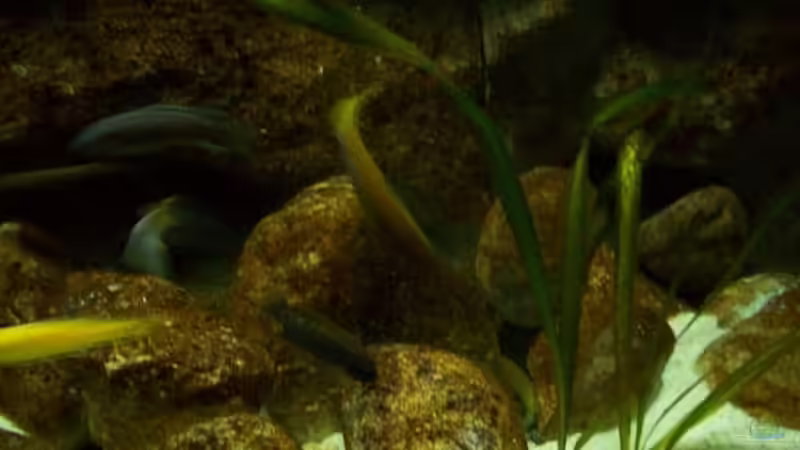 Aquarium Malawi ... nur noch als Beispiel von Eginger (12)