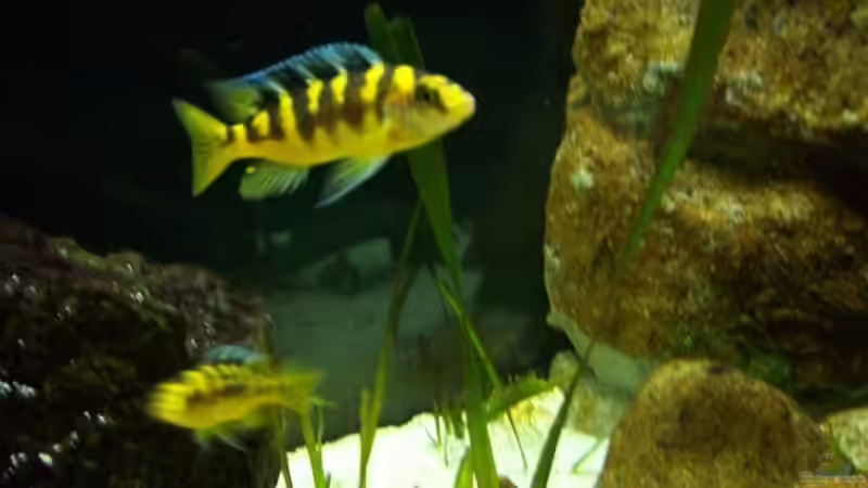 Aquarium Malawi ... nur noch als Beispiel von Eginger (13)