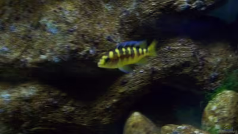 Aquarium Malawi ... nur noch als Beispiel von Eginger (14)