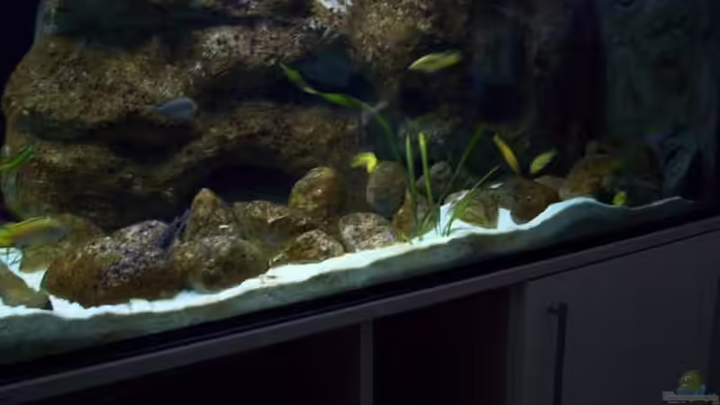 Aquarium Malawi ... nur noch als Beispiel von Eginger (15)