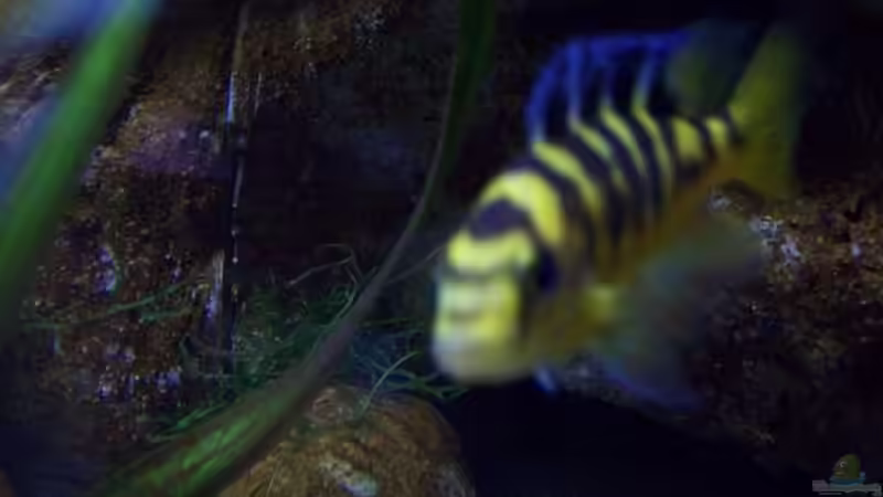 Aquarium Malawi ... nur noch als Beispiel von Eginger (16)