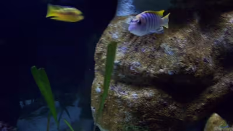 Aquarium Malawi ... nur noch als Beispiel von Eginger (18)