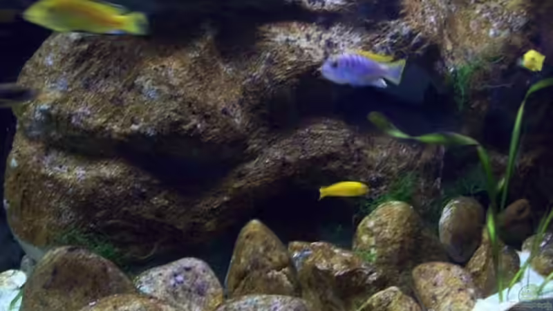 Aquarium Malawi ... nur noch als Beispiel von Eginger (19)