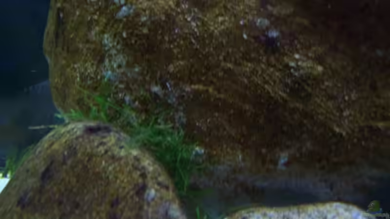 Aquarium Malawi ... nur noch als Beispiel von Eginger (21)