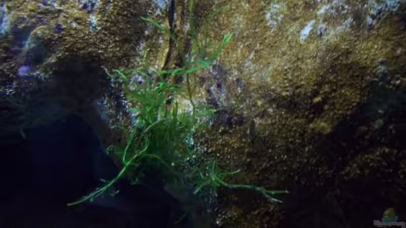 Aquarium Malawi ... nur noch als Beispiel von Eginger (22)