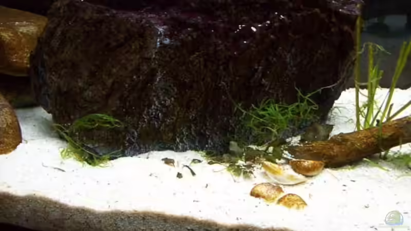 Aquarium Malawi ... nur noch als Beispiel von Eginger (23)