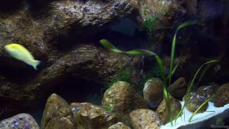 Aquarium Malawi ... nur noch als Beispiel von Eginger (24)