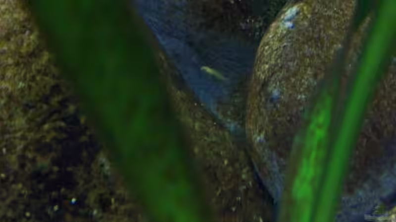 Aquarium Malawi ... nur noch als Beispiel von Eginger (25)