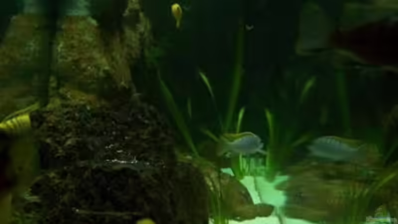 Aquarium Malawi ... nur noch als Beispiel von Eginger (28)