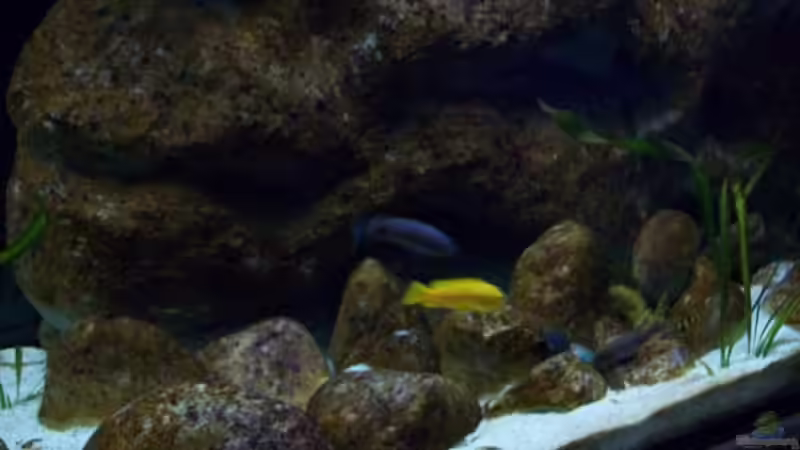 Aquarium Malawi ... nur noch als Beispiel von Eginger (3)
