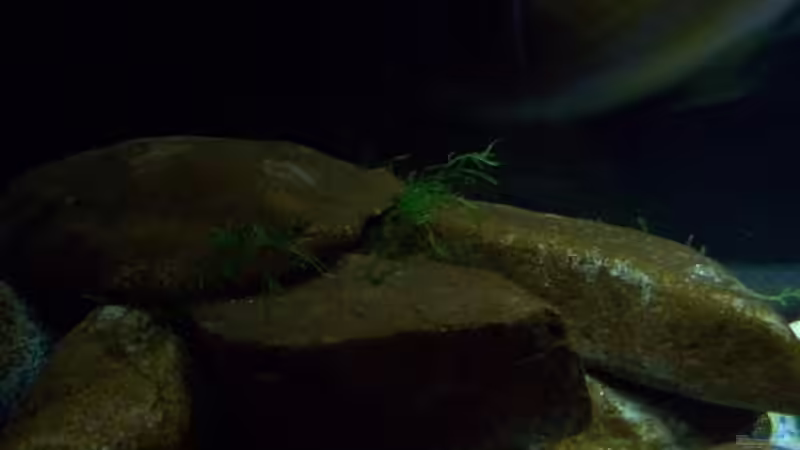 Aquarium Malawi ... nur noch als Beispiel von Eginger (30)