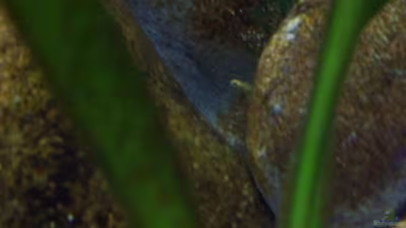 Aquarium Malawi ... nur noch als Beispiel von Eginger (31)