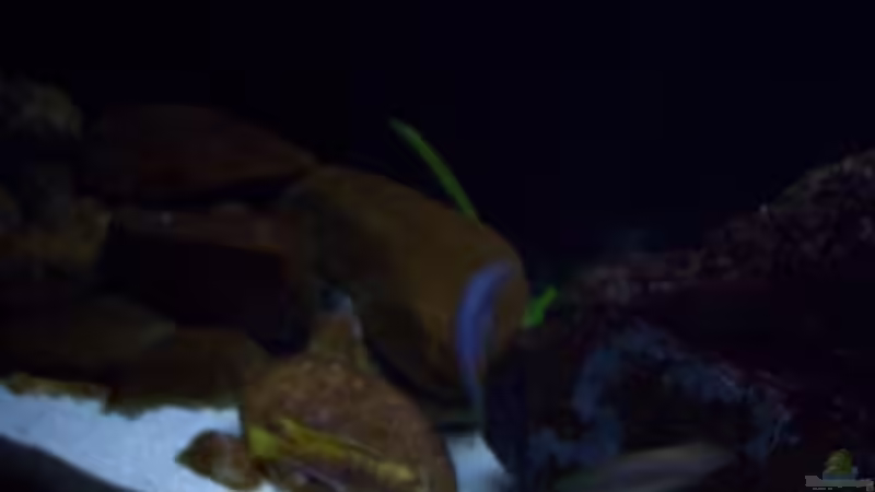 Aquarium Malawi ... nur noch als Beispiel von Eginger (4)