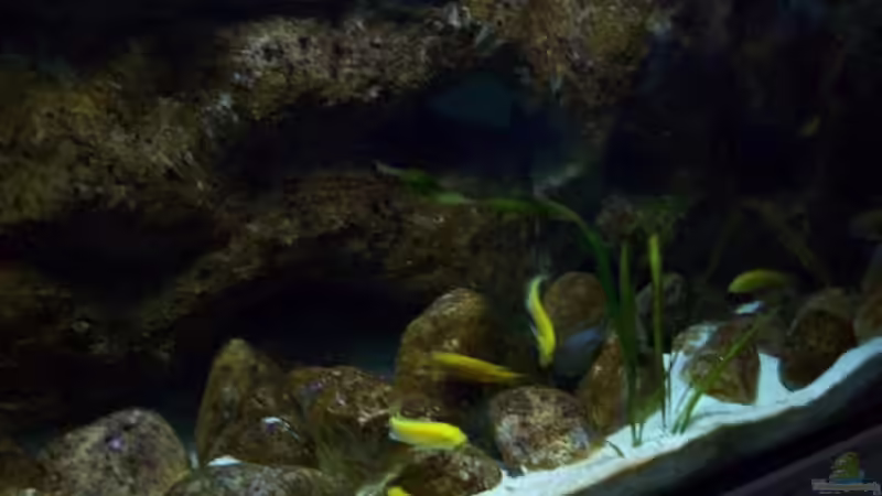 Aquarium Malawi ... nur noch als Beispiel von Eginger (5)