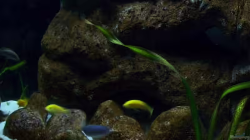 Aquarium Malawi ... nur noch als Beispiel von Eginger (6)