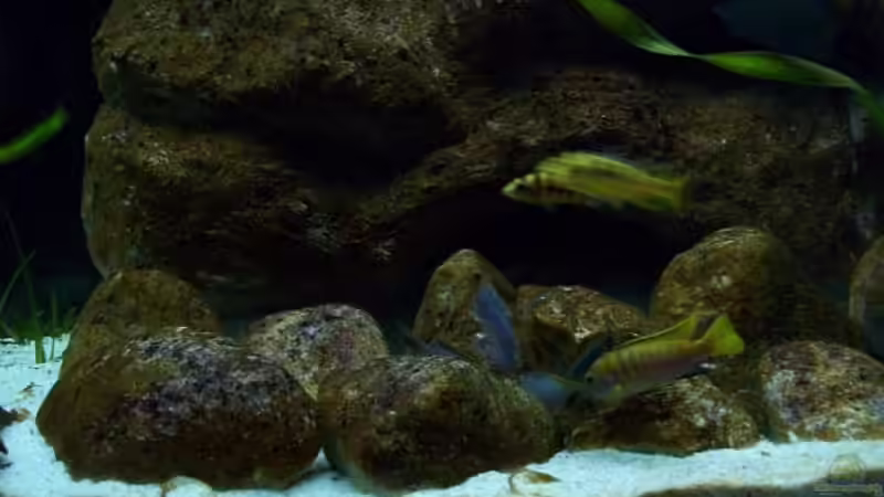 Aquarium Malawi ... nur noch als Beispiel von Eginger (7)