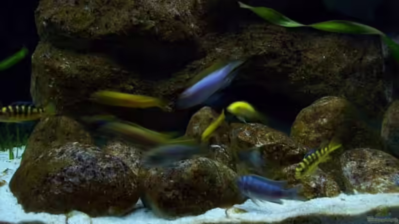 Aquarium Malawi ... nur noch als Beispiel von Eginger (8)