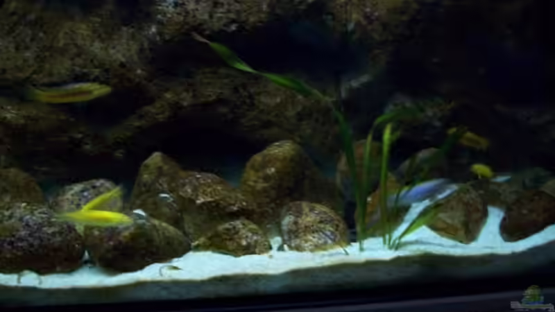 Aquarium Malawi ... nur noch als Beispiel von Eginger (9)