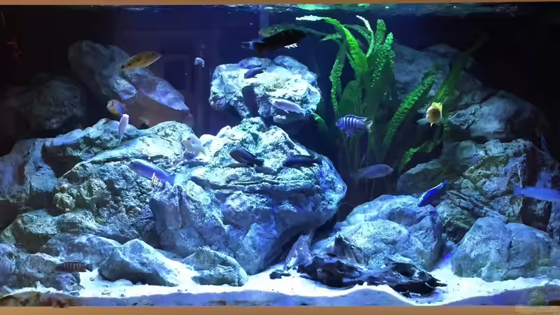 Aquarium Malawi  - FamilyProject2017 von MGR (4)