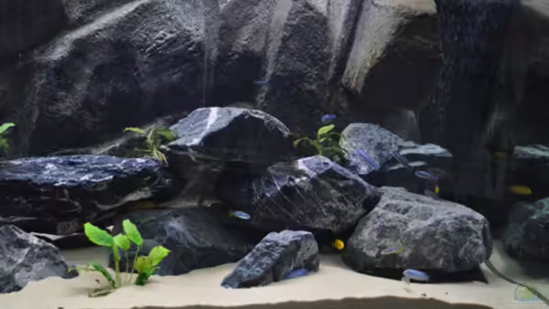 Aquarium Malawi - Becken von SirHawkman (2)
