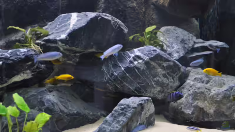 Aquarium Malawi - Becken von SirHawkman (7)