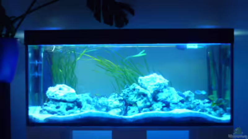 Aquarium Malawi - Gesellschaftsbecken von Jockel (2)