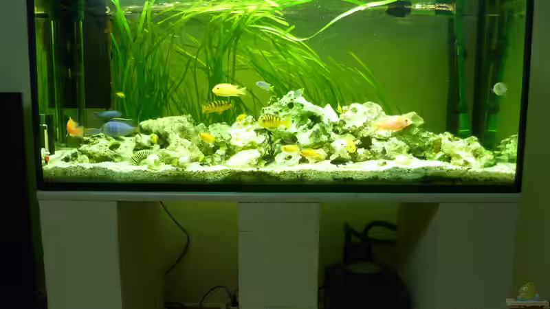 Aquarium Malawi - Gesellschaftsbecken von Jockel (3)