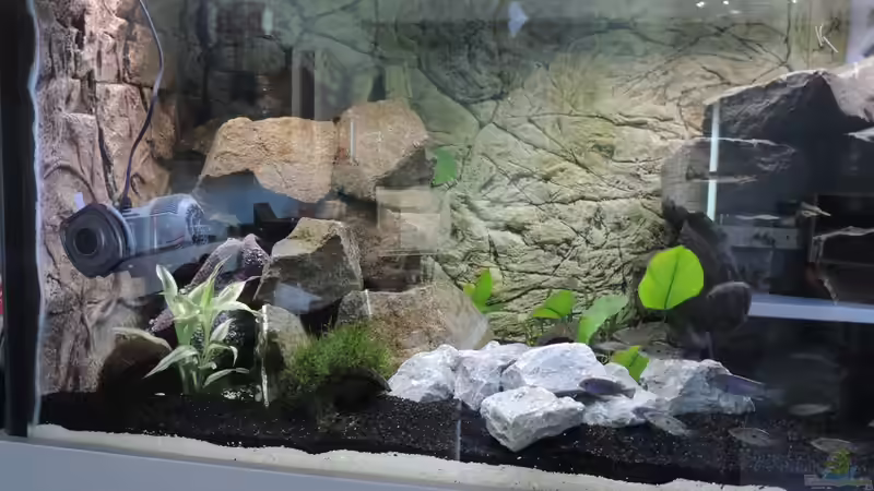 Aquarium Malawi - Showbecken von TimBo1781 (2)
