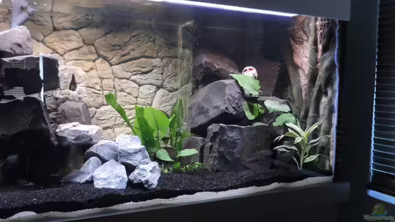 Aquarium Malawi - Showbecken von TimBo1781 (3)