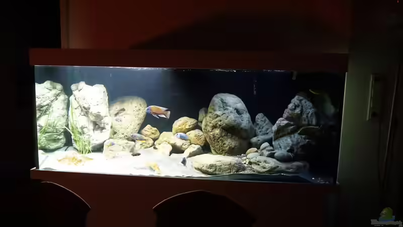 Aquarium Malawi 2 (aufgelöst, nur noch Beispiel ) von andreas32 (12)