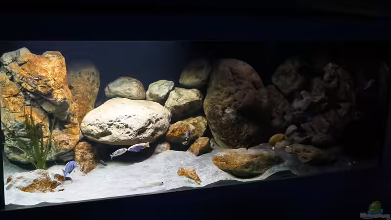 Aquarium Malawi 2 (aufgelöst, nur noch Beispiel ) von andreas32 (13)