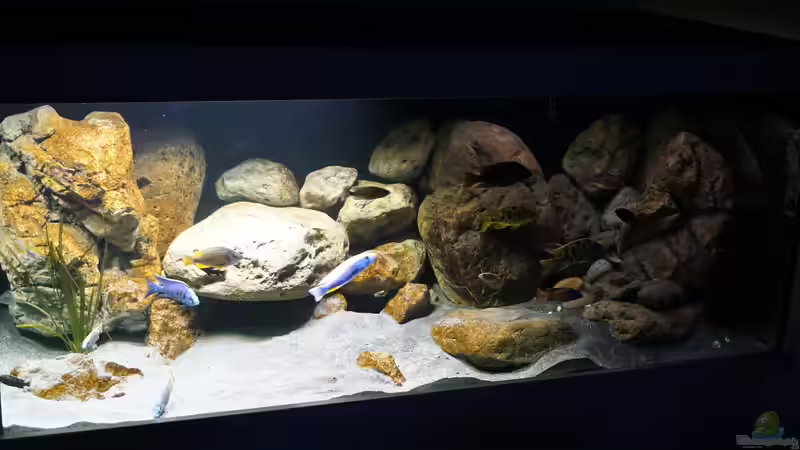 Aquarium Malawi 2 (aufgelöst, nur noch Beispiel ) von andreas32 (14)