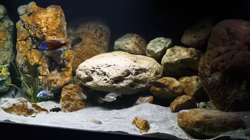 Aquarium Malawi 2 (aufgelöst, nur noch Beispiel ) von andreas32 (15)