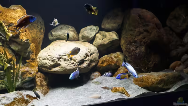 Aquarium Malawi 2 (aufgelöst, nur noch Beispiel ) von andreas32 (16)