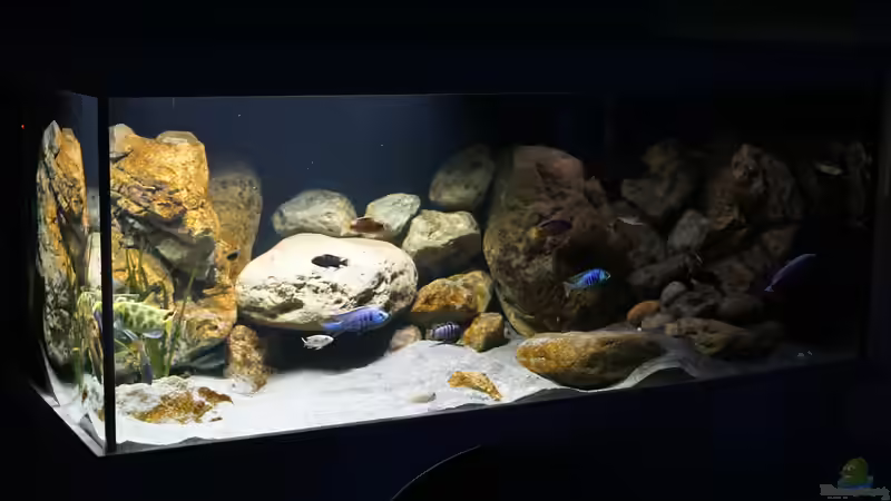 Aquarium Malawi 2 (aufgelöst, nur noch Beispiel ) von andreas32 (19)