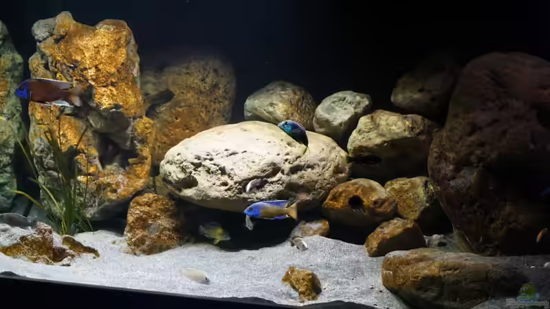 Aquarium Malawi 2 (aufgelöst, nur noch Beispiel ) von andreas32 (20)