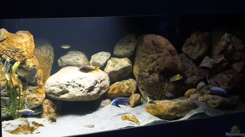 Aquarium Malawi 2 (aufgelöst, nur noch Beispiel ) von andreas32 (23)