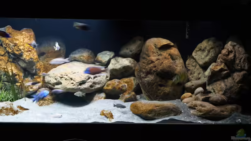 Aquarium Malawi 2 (aufgelöst, nur noch Beispiel ) von andreas32 (24)