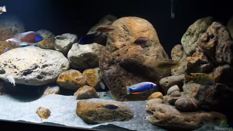 Aquarium Malawi 2 (aufgelöst, nur noch Beispiel ) von andreas32 (25)