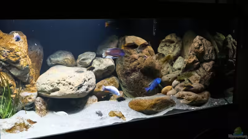 Aquarium Malawi 2 (aufgelöst, nur noch Beispiel ) von andreas32 (29)