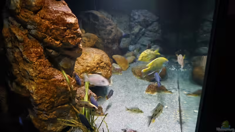 Aquarium Malawi 2 (aufgelöst, nur noch Beispiel ) von andreas32 (30)